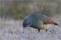 850 - FEMALE SATIN BOWERBIRD - HARRIS GRAHAM - australia